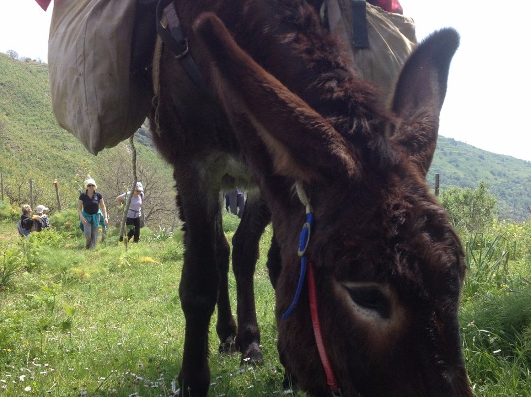 The Godfather Donkey Tour景点图片