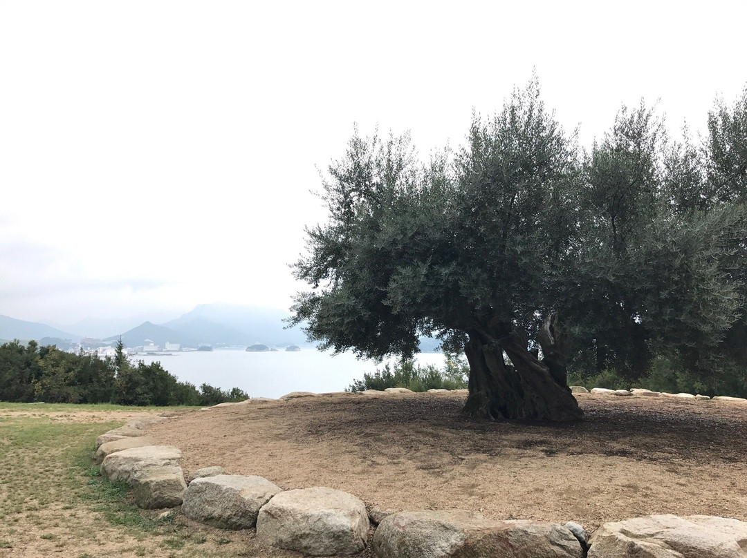 1000 Years Olive Tree景点图片