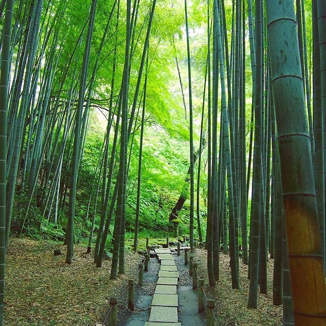 Yuka Yoshida-横滨市必去景点