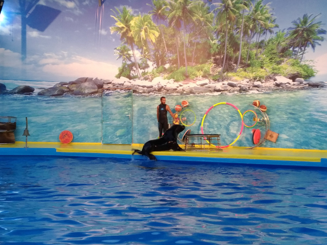 Dolphinarium景点图片