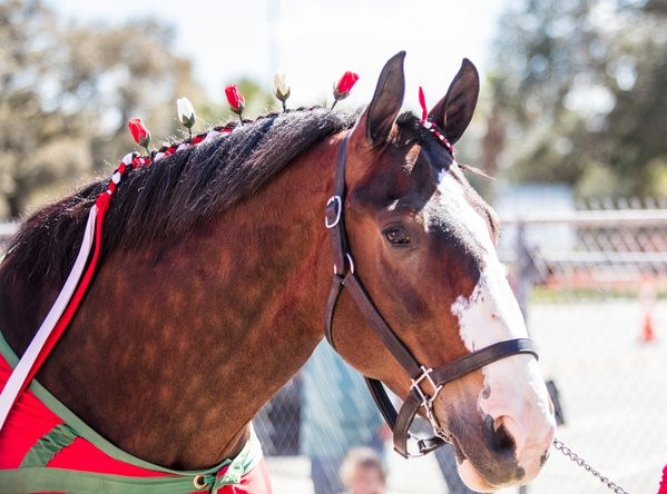 Budweiser Brewery Experience-科林斯堡必去景点