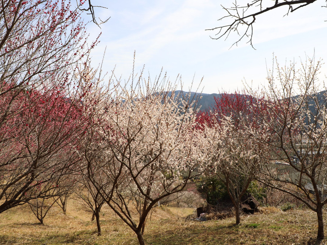Ieyama Plum Garden景点图片