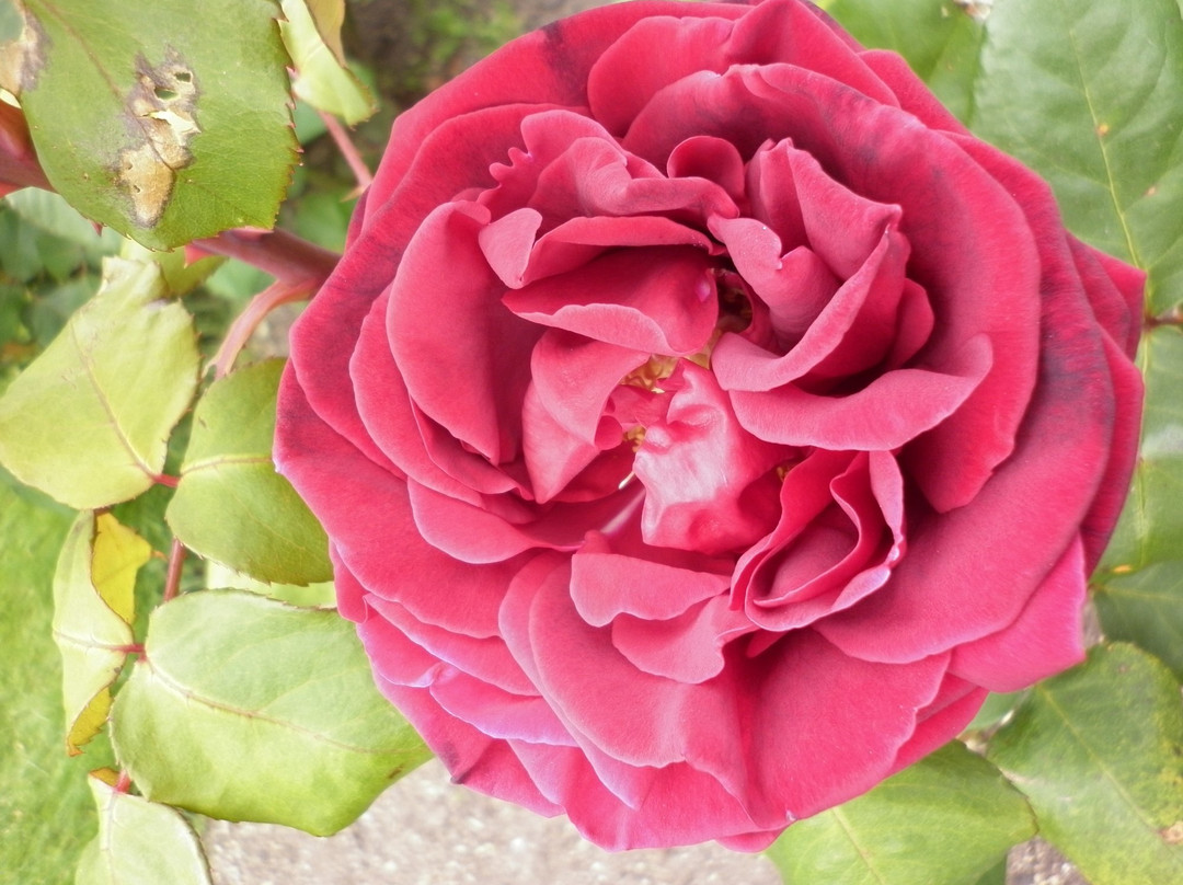 Joan Williamson Rose Garden景点图片