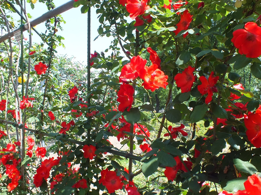 Heiseinomori Park-川岛町必去景点