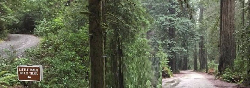 Little Bald Hill Trail-红木国家公园必去景点