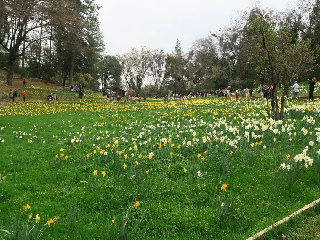 McLaughlin's Daffodil Hill景点图片