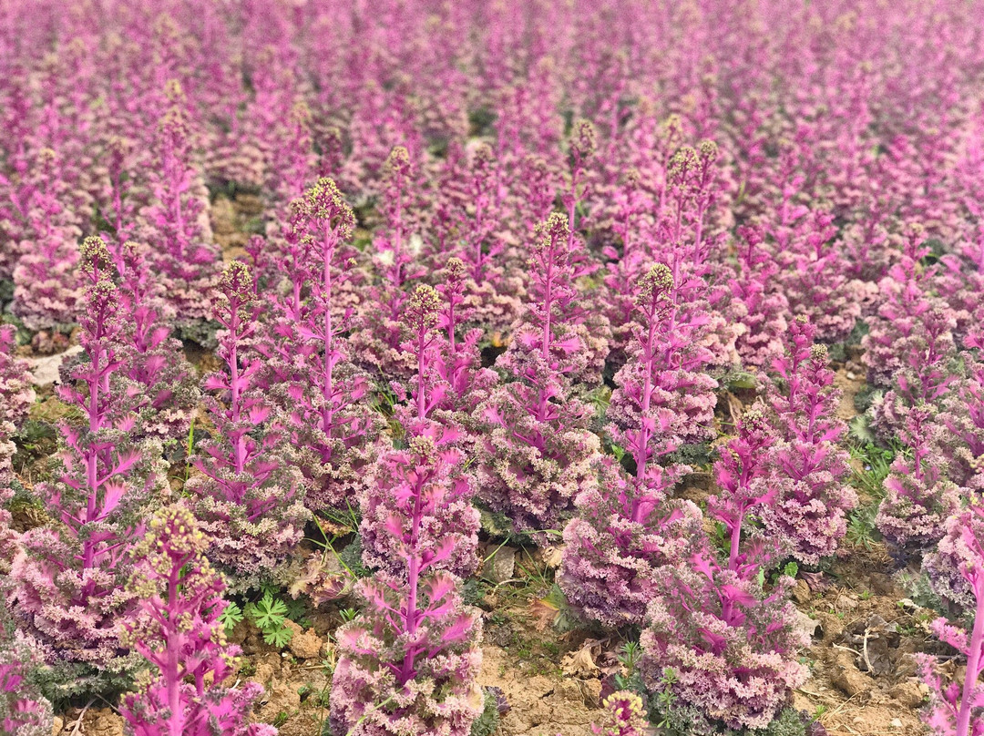 绿博园-南京市必去景点