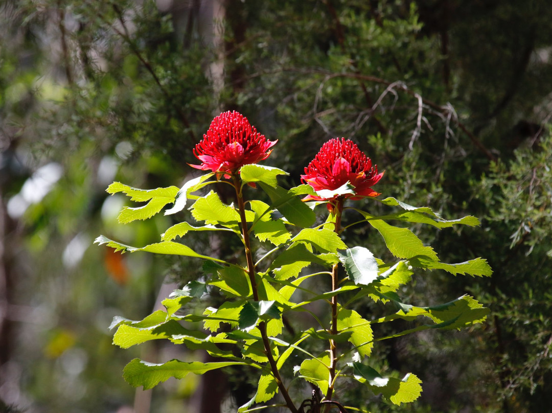 Follow That Bird-悉尼必去景点