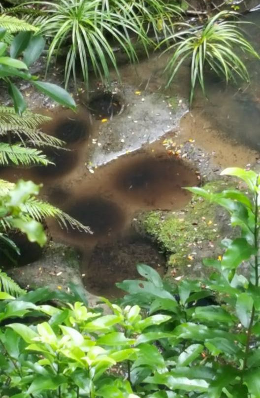 Pohuehue Waterfalls-瓦卡沃夫必去景点
