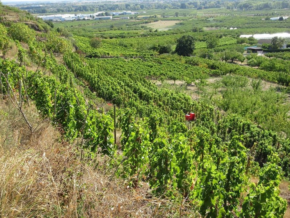 Domaine Boissonnet景点图片