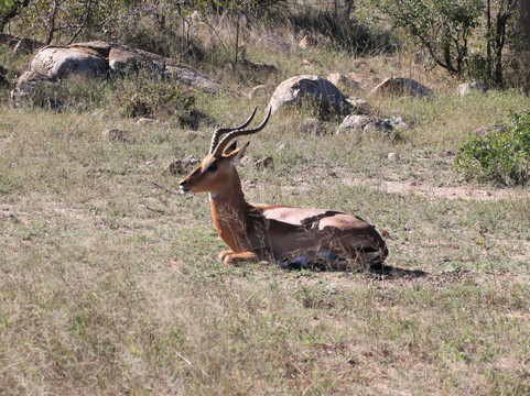 Moving On African Grounds-雾观必去景点