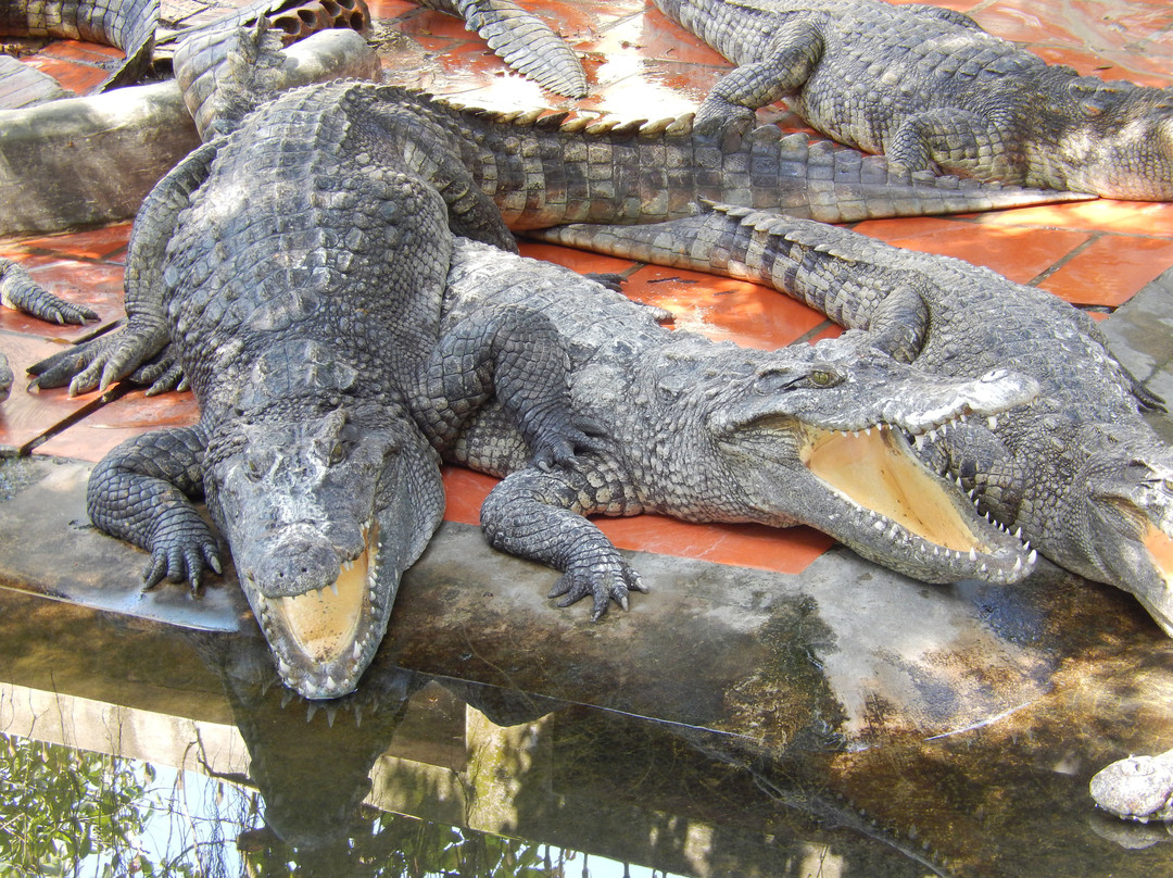Blue Sky Crocodile Land (Long Xuyen Crocodile)-Long Xuyen必去景点