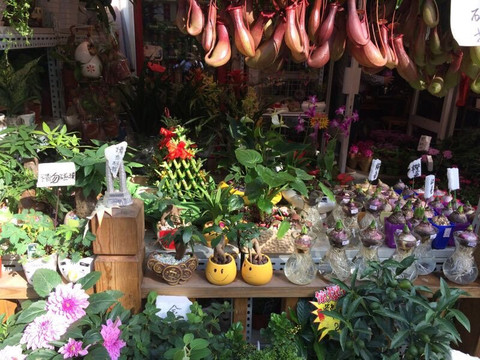 深圳花卉世界-深圳市必去景点