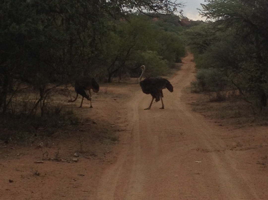 Not For Sissies Tours & Adventures-约翰内斯堡必去景点