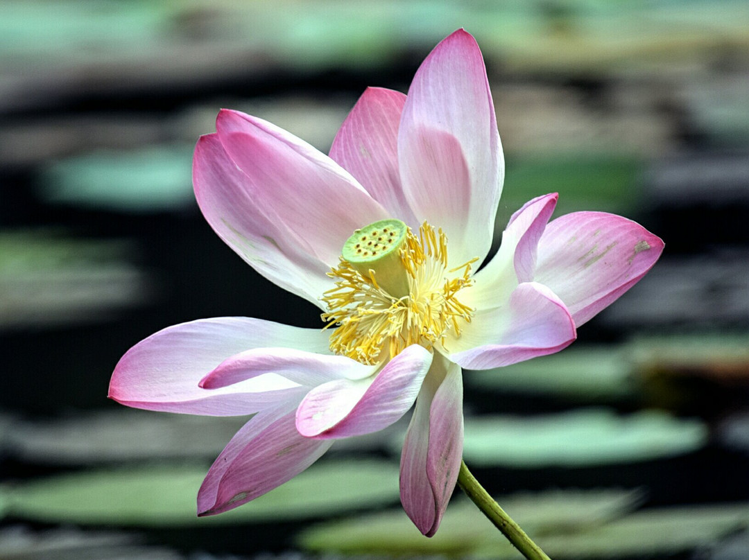 Puneet Van景点图片