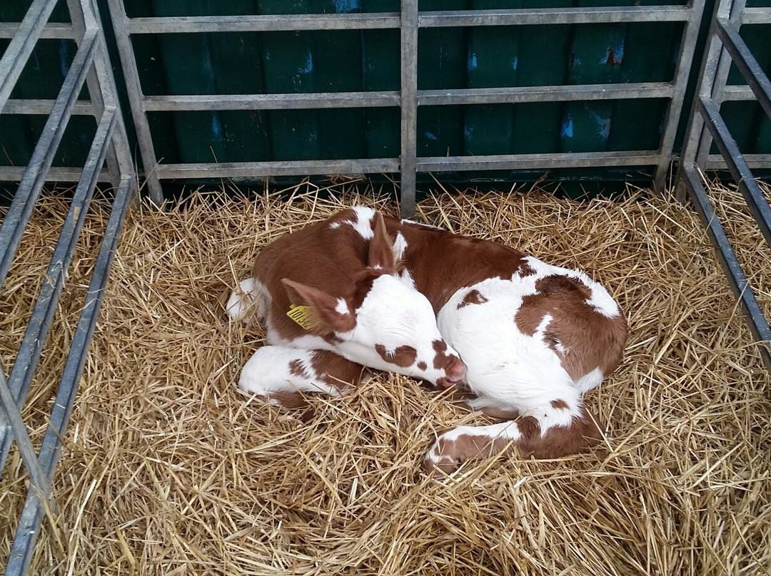 Our Cow Molly Dairy Farm & Ice Cream Shop-谢菲尔德必去景点