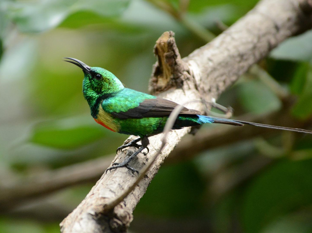 Kiang West National Park景点图片
