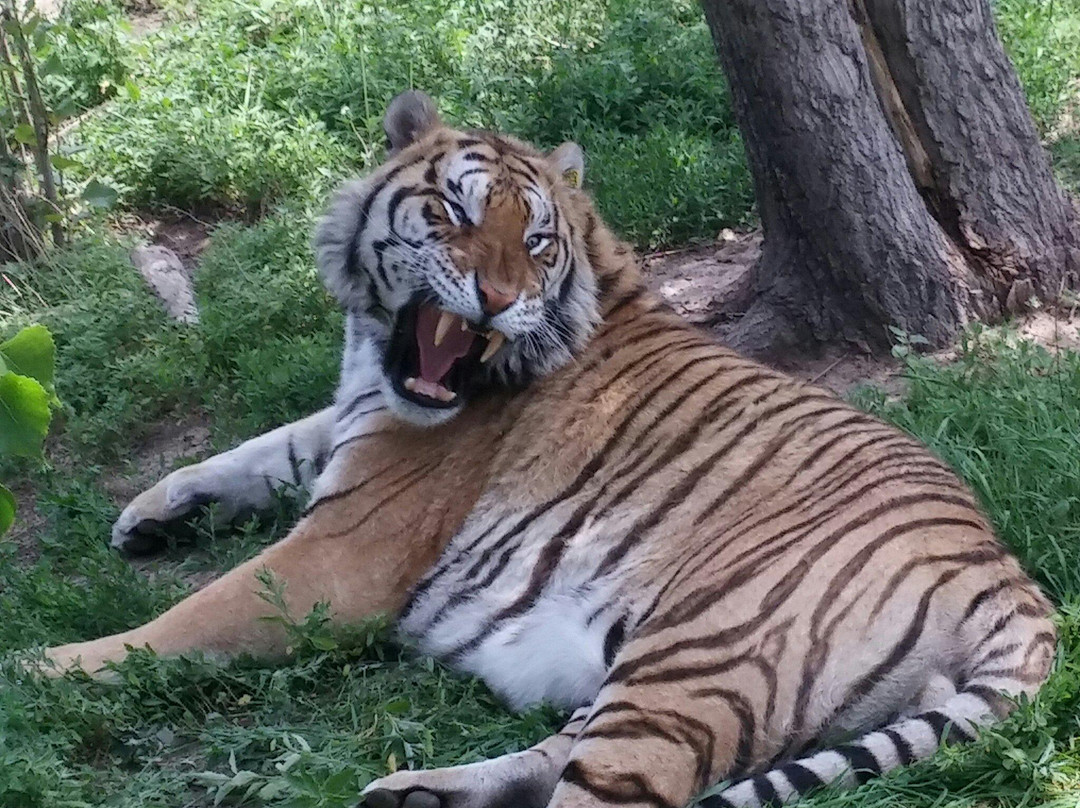 怪坡老虎园-沈阳市必去景点