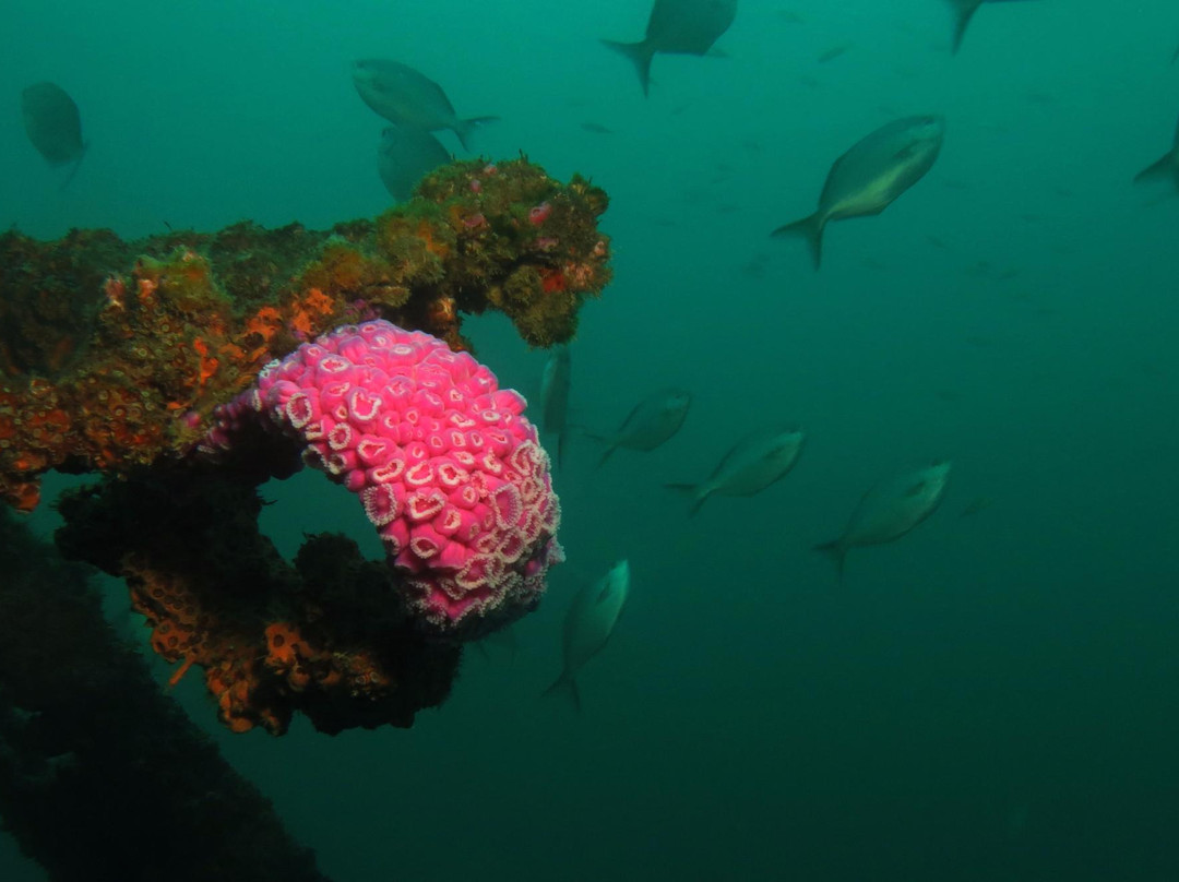 Oceanblue Adventures-Tutukaka必去景点