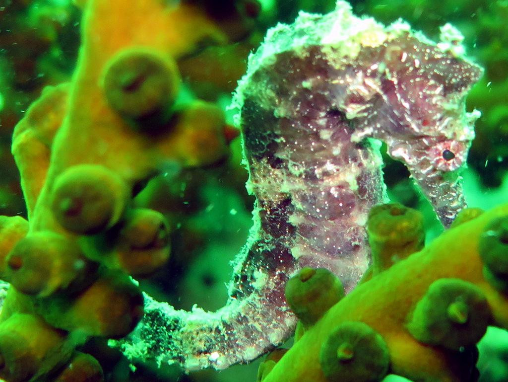 Quiver Dive Team-红土坎必去景点