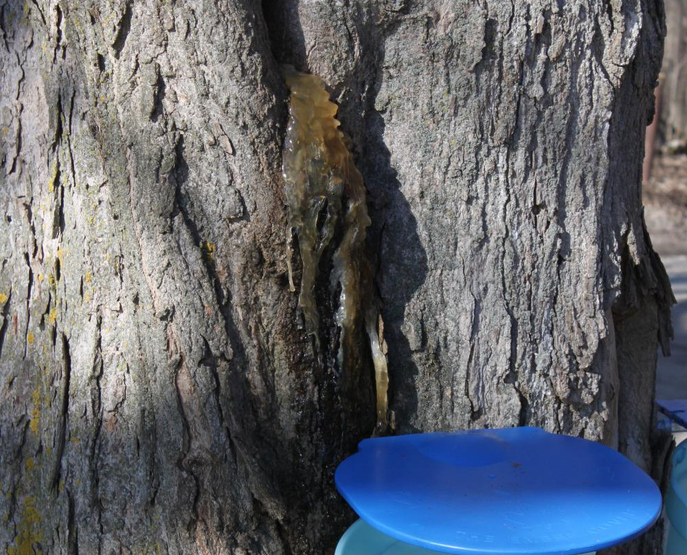 Jakeman's Maple Farm景点图片