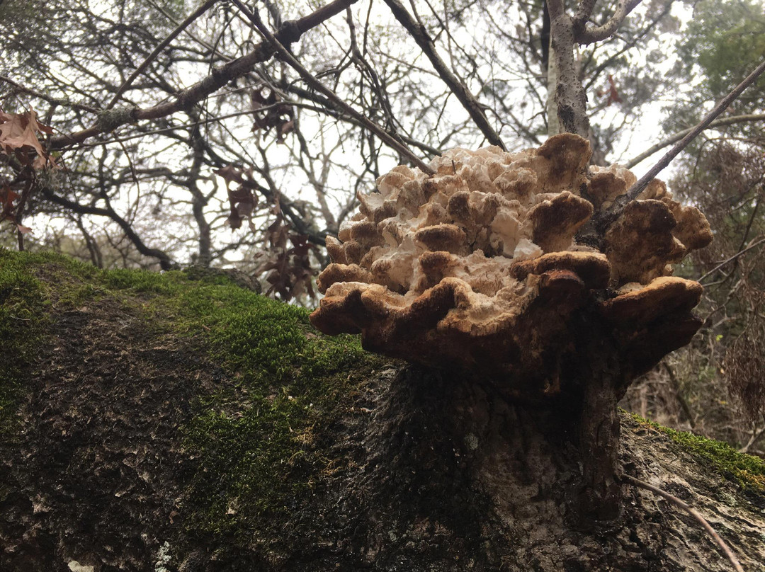 Phil Hardberger Park-圣安东尼奥市必去景点