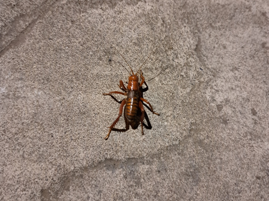 Iglesia San Francisco-Lican Ray必去景点
