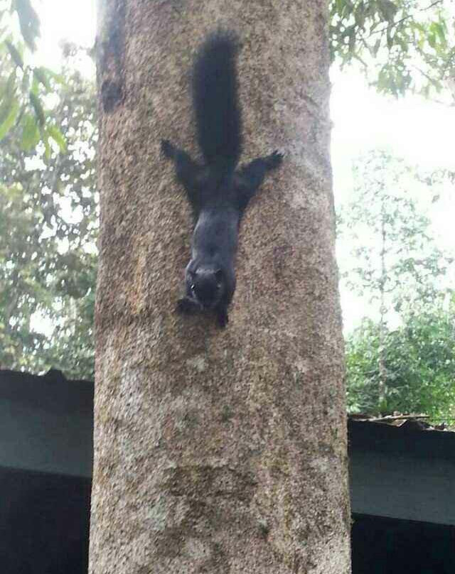 Kinabatangan Jungle Camp-苏高必去景点