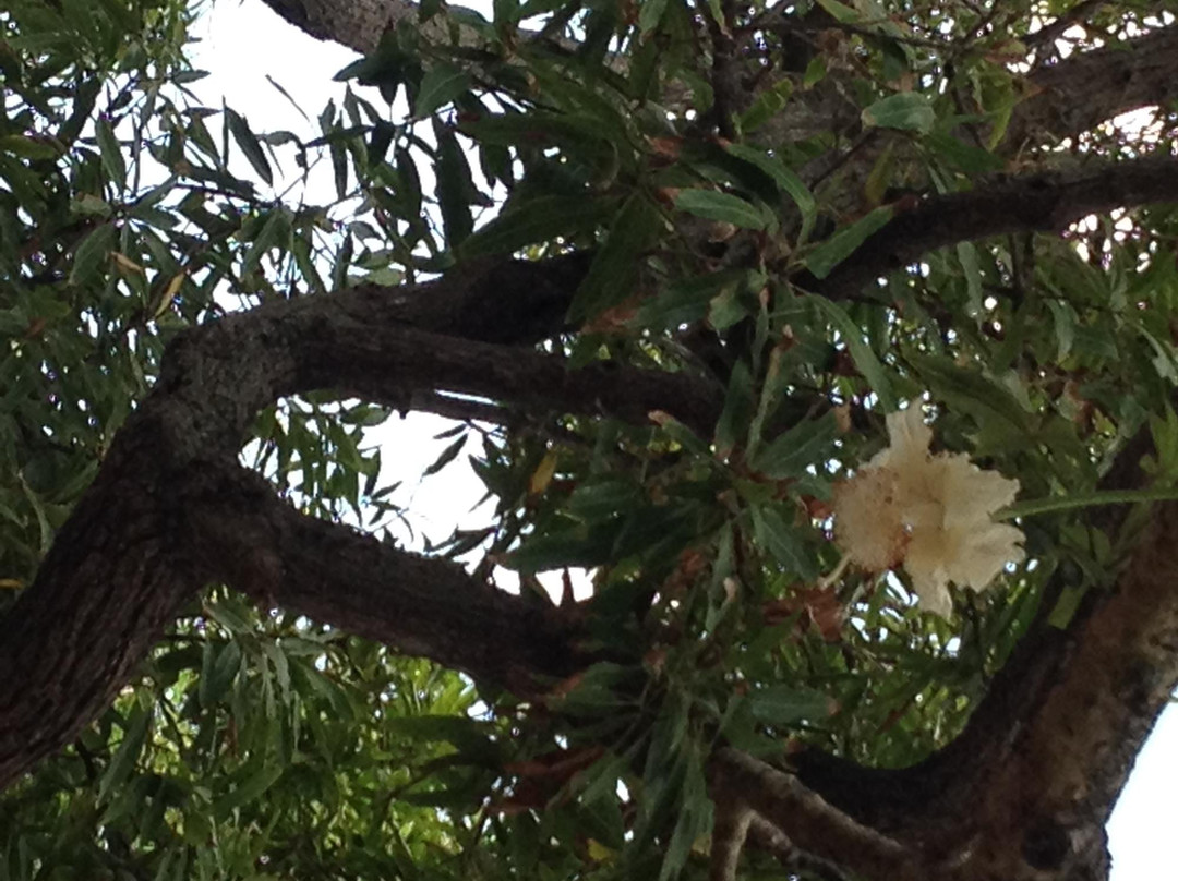 Queen's Park-布里奇顿必去景点