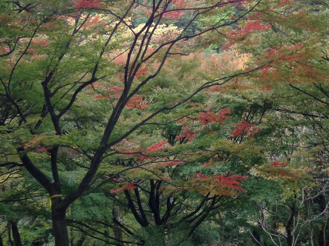 Kanagawa Prefecture 21st Century Forest-南足柄市必去景点