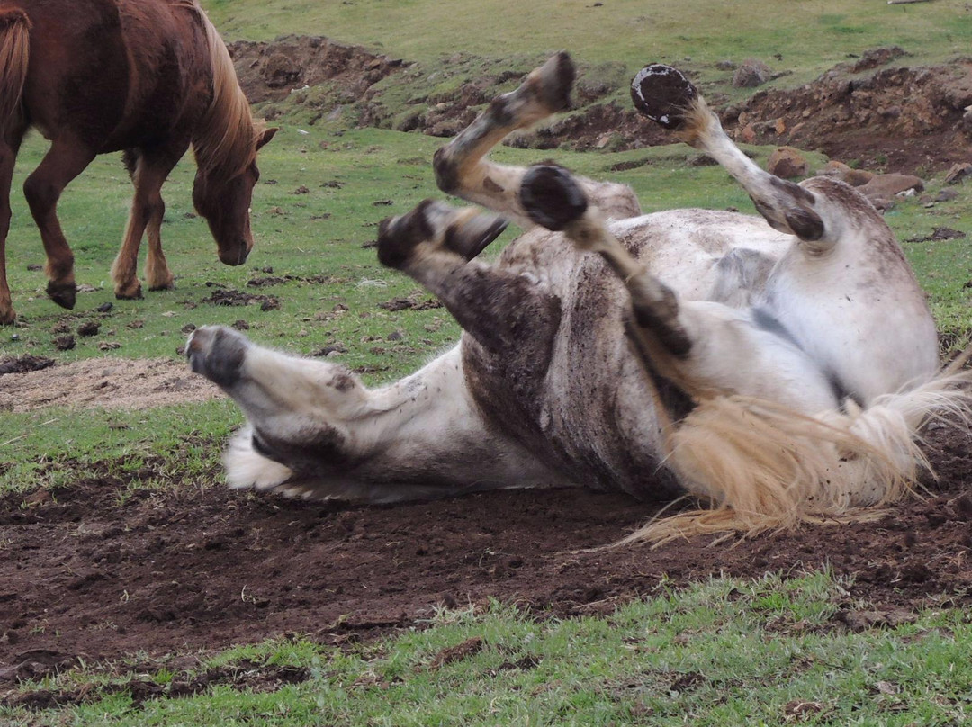 Iceland Horse Tours-Saudarkrokur必去景点