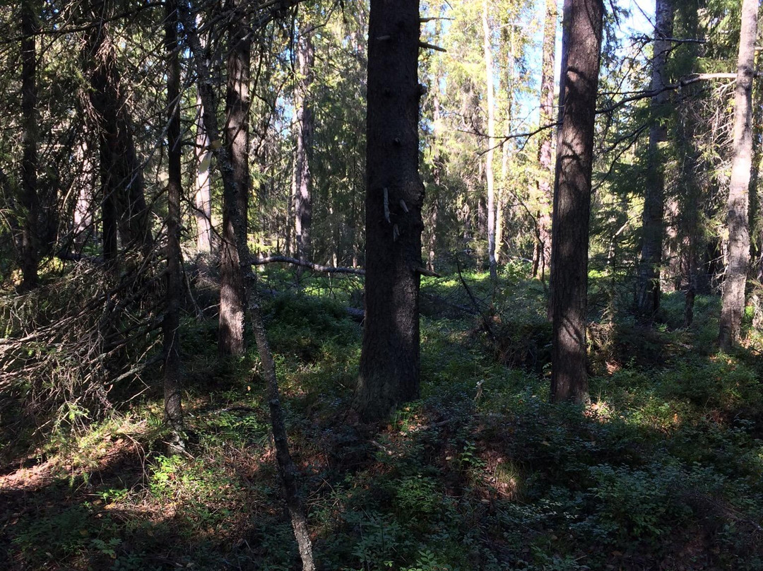 Hertsoestigen Trail-Luleå必去景点