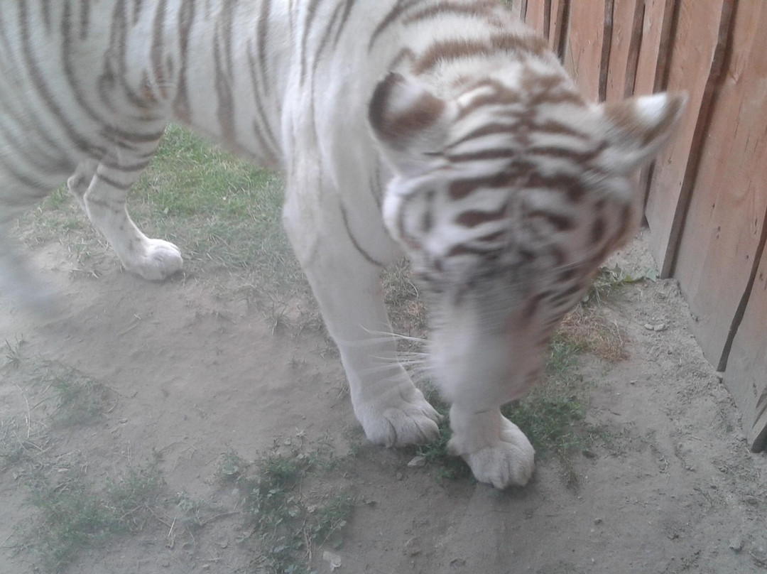 Zoo Safari景点图片