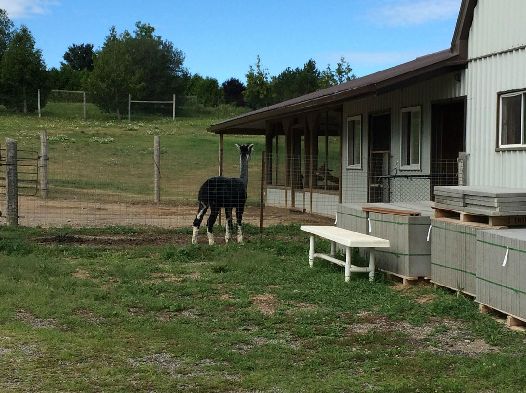 Salem Alpacas景点图片