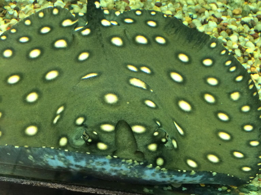 Mississauga Chinese Centre-米西索加必去景点