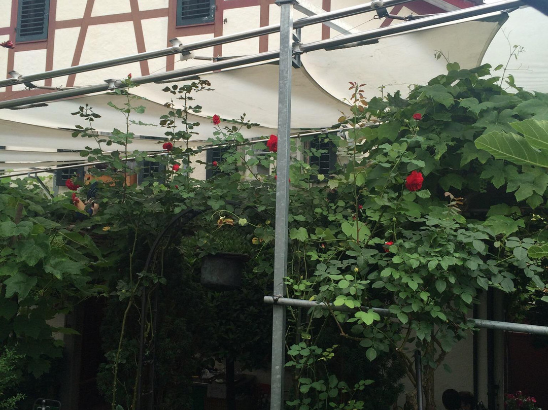 Zollikon餐馆和美食-Obere Fluhgasse