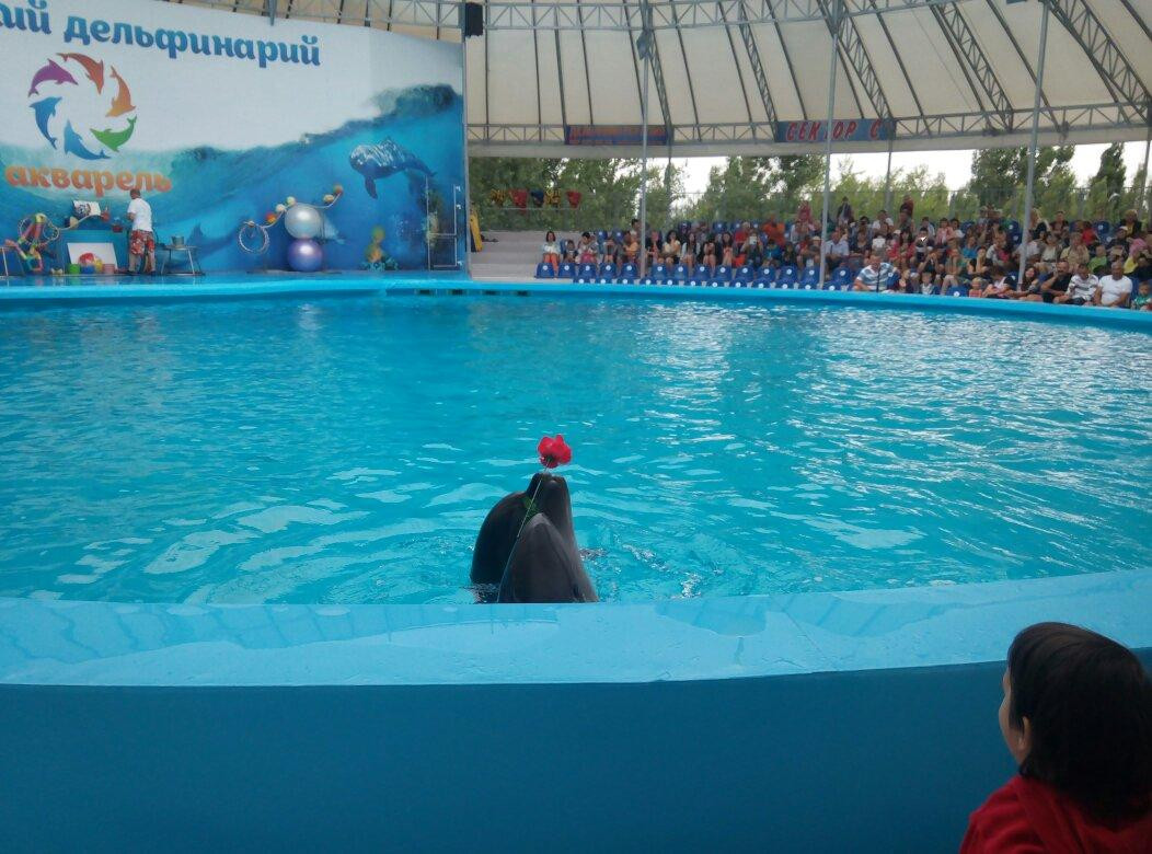 Dolphinarium Akvarel-Skadovsk必去景点