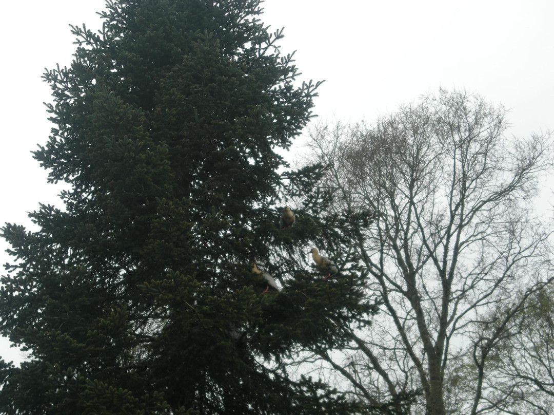 Huerquehue National Park-普孔必去景点