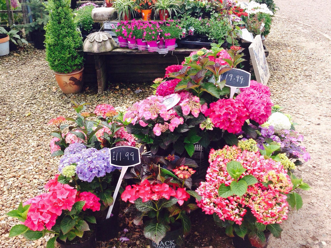 Whitlenge Garden, Tea Room and gift shop-Hartlebury必去景点
