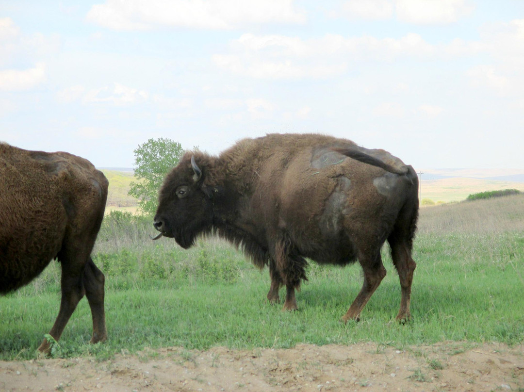 Joseph H. Williams Tallgrass Prairie Preserve-Pawhuska必去景点