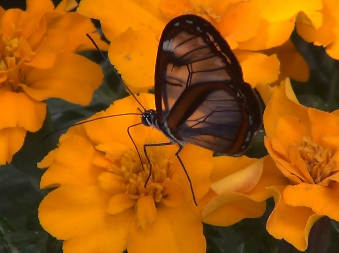 Mariposario Selva Viva-麦德林必去景点