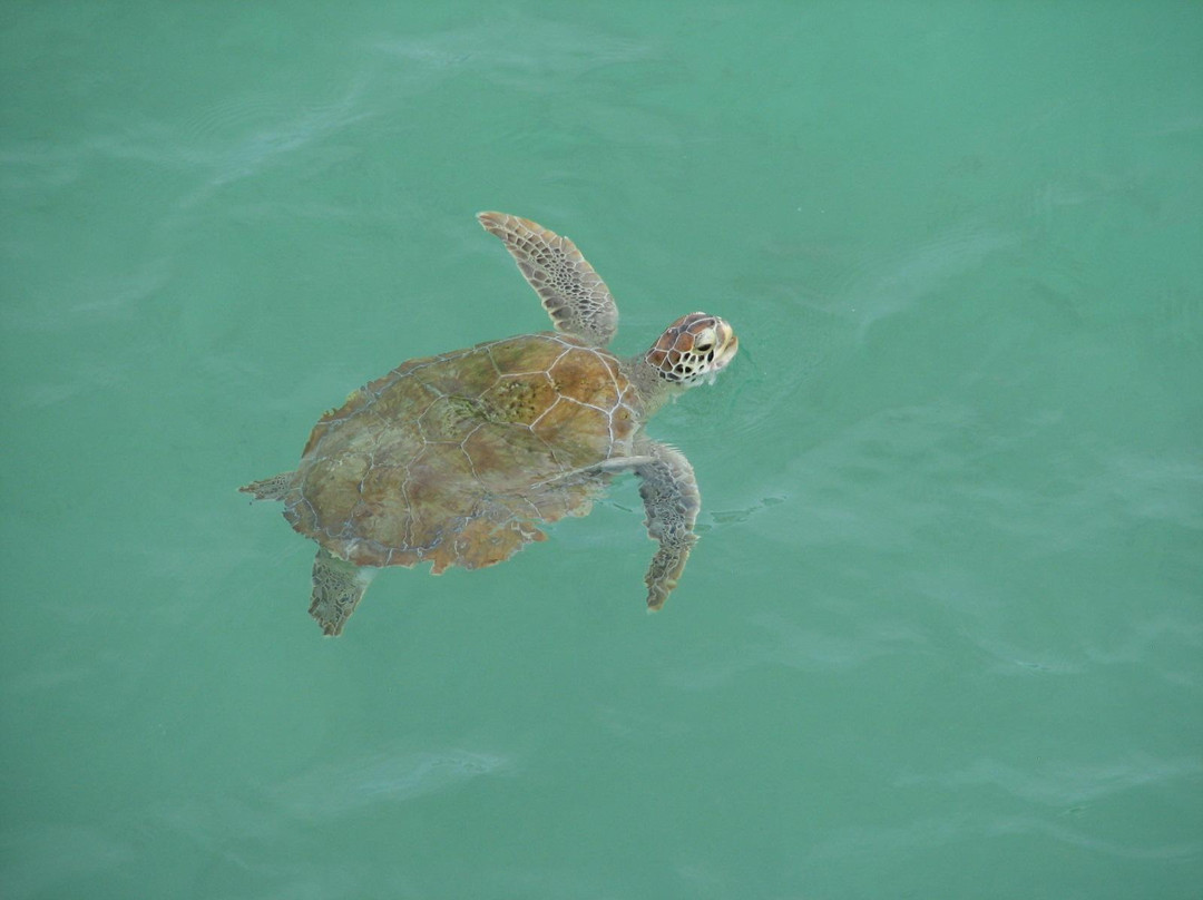 Navarre Beach-纳瓦拉必去景点