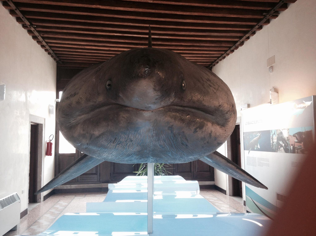 Museo di Zoologia Adriatica Giuseppe Olivi-基奥贾必去景点