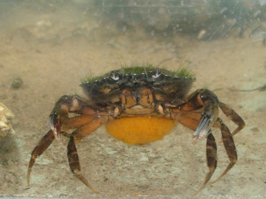 Homarus Centre-Pointe-du-Chene必去景点