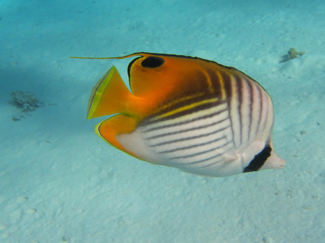 Bora Diving Center (by Eleuthera)-波拉波拉岛必去景点