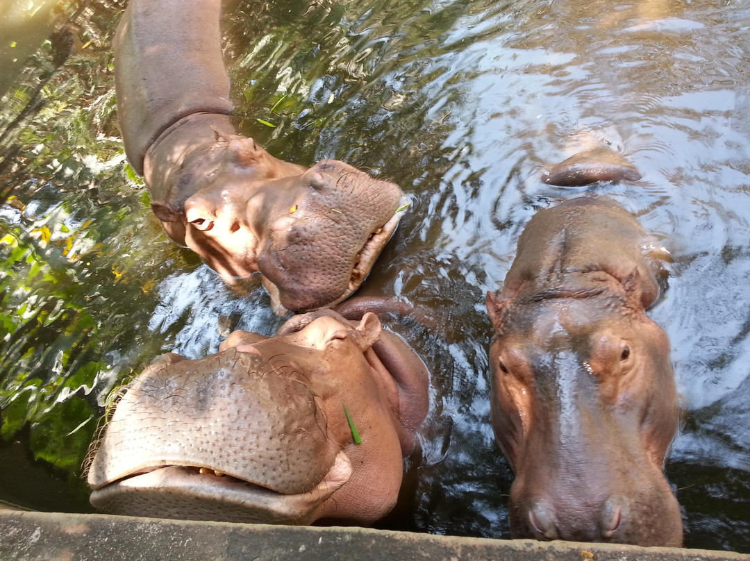 清迈动物园-清迈必去景点