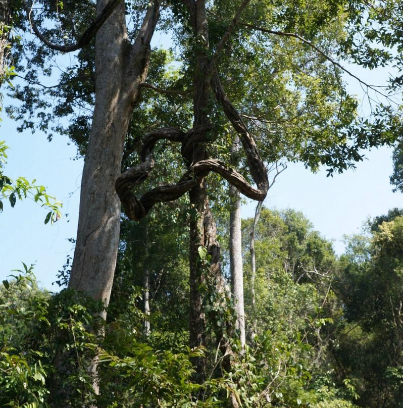 Phou Asa Mountain景点图片