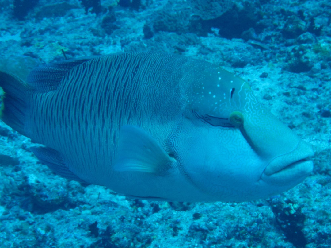 马富士潜水及水上运动-马富士岛必去景点
