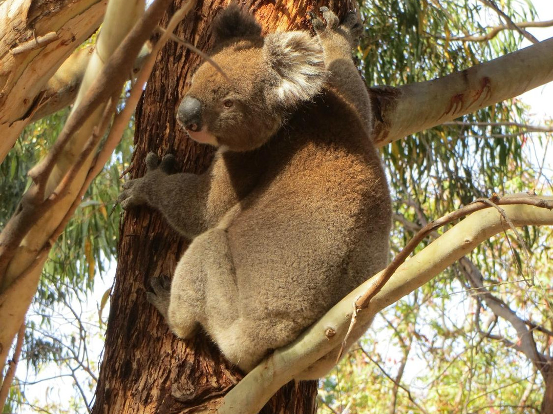 Australian Wildlife Walkabouts Eco Tours景点图片