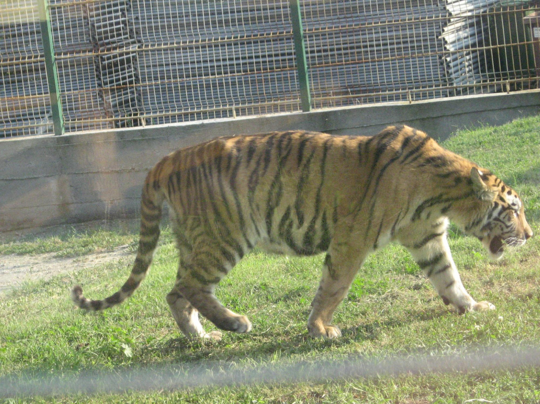Zoo Ramnicu Valcea景点图片